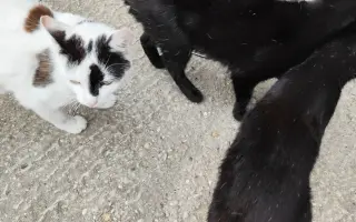 Pomôžme mačičkám prežiť zimu