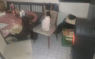 Pomôžme zachrániť mačacie očká, ktoré nechceme nechať hladné