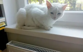 Pomôžme zachrániť Bellu pred smrteľným ochorením FIP