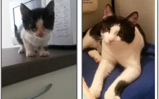 Pomôžme Dáši zachraňovať pouličné mačičky