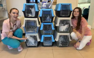 Podporte rozšírenie depozitu pre mačičky z ulice