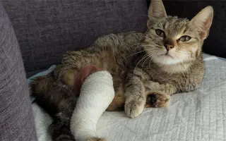Pomôžme nájdenému mačiatku so zlomenou nohou
