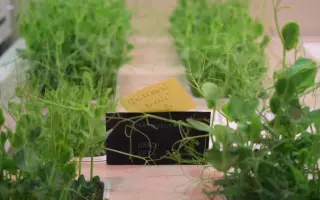 Šalátový sen | podporte ekologickú hydroponickú farmu bez pôdy