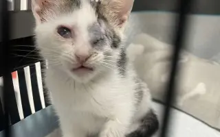 Zachráňme Miniho a dajme šancu aj tým, čo prídu po ňom Zachráňme Miniho a dajme šancu aj tým, čo prídu po ňom