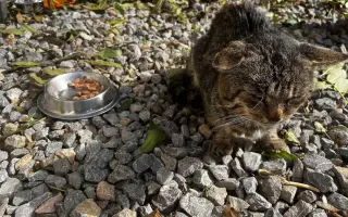 Z ulice do náručia | Pomôžte nám aj nadalej meniť osudy mačiek