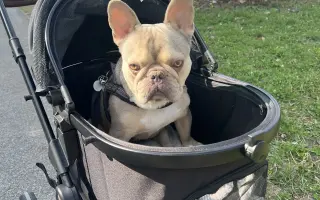 Pomôžme Dionkovi znovu chodiť