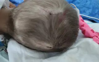 Pomôžte nám vrátiť Vikinke jej život