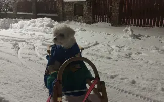 Pomôžme ochrnutému Timkovi