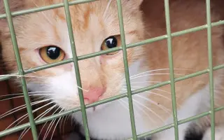 Naplňme spolu mačacie misky 🐈