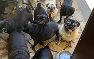 Pomohli ste Boženke a mopsím seniorom z MOPS v núdzi