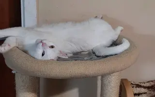 Pomôžme kocúrikovi s dýchacími ťažkosťami