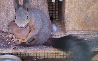 Pomôžte s rekonštrukciou záchrannej stanice pre veveričky