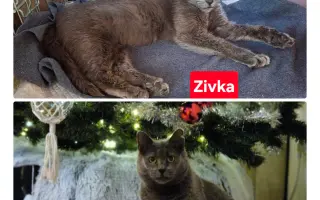 Pomôžme tam, kde by mačičky bez nás neprežili