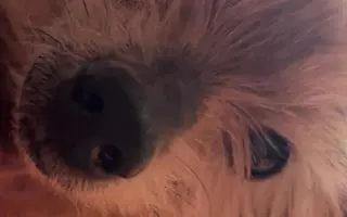 Pomôžme Ferovi znovu sa nadýchnuť