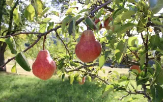 Podporte vydanie knihy Pomológia Bielych Karpát I. Hrušky
