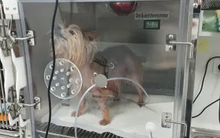 Pomôžme Ferovi znovu sa nadýchnuť