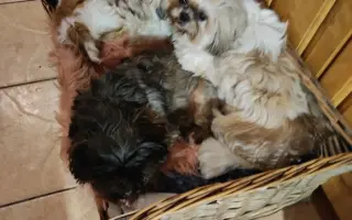 Pomôžte našim chorým senior psíkom - OZ pomoc psíkom Shih-tzu