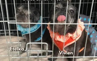 Pomohli ste Boženke a mopsím seniorom z MOPS v núdzi