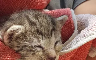 Pomôžme Gabriele nakŕmiť a vykastrovať mačacích kamarátov