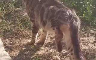 Pomôžme zranenému kocúrikovi postaviť sa opäť na labky