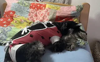 Ella - malý psík s veľkým srdcom, ktorý ešte nechce odísť