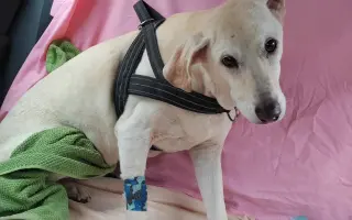 Pomôžme Hugovi bojovať o dôstojný život bez bolesti