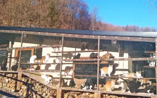 Kastráciou proti utrpeniu: Pomôžte zachraňovať pouličné mačky.