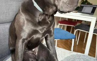 Pomôžte Lole chodiť bez bolesti – súrne potrebuje operáciu