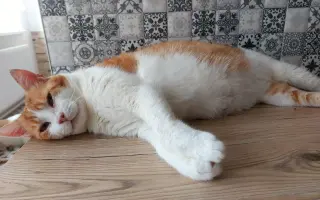 Pomôžme vybudovať bezpečnú voliéru pre zachránené mačičky