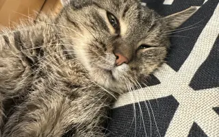 Pomôžme hostelovému kocúrovi Smokeymu s liečbou pľúc