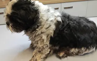 Pomôžte našim chorým senior psíkom - OZ pomoc psíkom Shih-tzu
