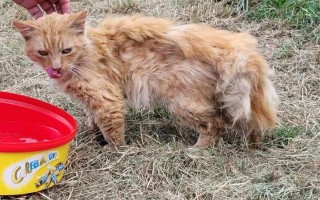 Podporte kastráciu voľne žijúcich mačiek v Senici