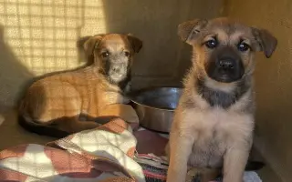 Zlepšime spoločne podmienky pre psíkov v útulku Šťastné labky