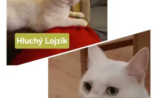 Pomôžme tam, kde by mačičky bez nás neprežili