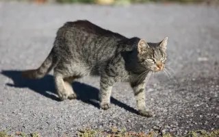 Podporte kastračný program v Banskej Štiavnici