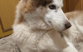 Keď labky slabnú, láska stále beží ďalej - pomôžme huskymu Hachiko