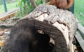 Pomôžte s rekonštrukciou záchrannej stanice pre veveričky