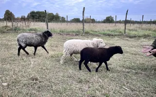 Pomôžme kobylke Moly zvládnuť liečbu