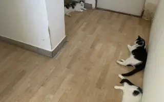 Pomôžme zakúpiť klimatizáciu pre OZ Púchovské labky