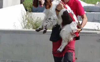 Podporme slovenské záchranárske psy na Majstrovstvách sveta 2026 v Slovinsku!