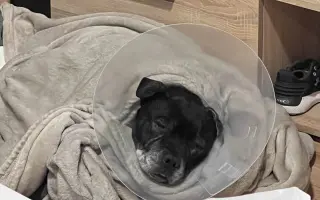 Pre Bessie, aby mohla ešte žiť naplno