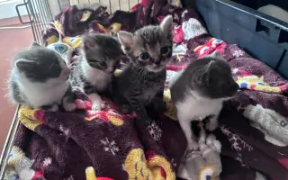 Pomôžte Bridget Mačičkovej vyrovnať veterinárny účet  a ďalej pomáhať mačičkám