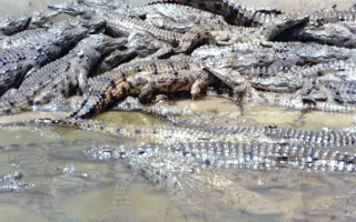 Podporte vydanie knihy a získajte darček - sugestívny príbeh z Kalahari