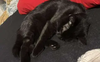 Pomôžme kocúrikovi Lucikovi získať peniaze na liečbu