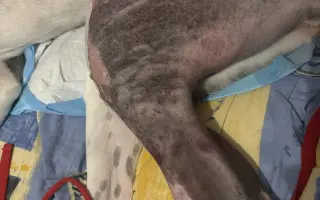 Pomôžme Michaele zabezpečiť jej fenke starostlivosť po operácii kolena