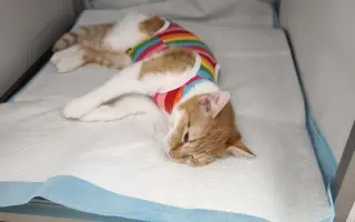 Podporte kastračnú akciu zameranú na vonkajšie túlavé mačky a kocúrov🐾