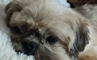 Pomôžte našim chorým senior psíkom - OZ pomoc psíkom Shih-tzu