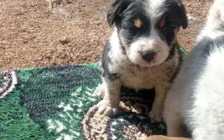 Pomôžte zastaviť utrpenie zvierat – kastrácie a veterinárna pomoc