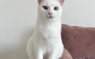 Pomôžme kocúrikovi Luciferovi bojovať s lymfómom