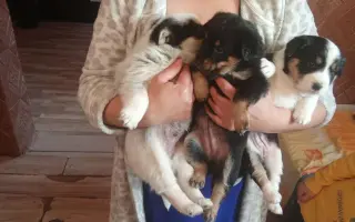 Pomôžte zastaviť utrpenie zvierat – kastrácie a veterinárna pomoc